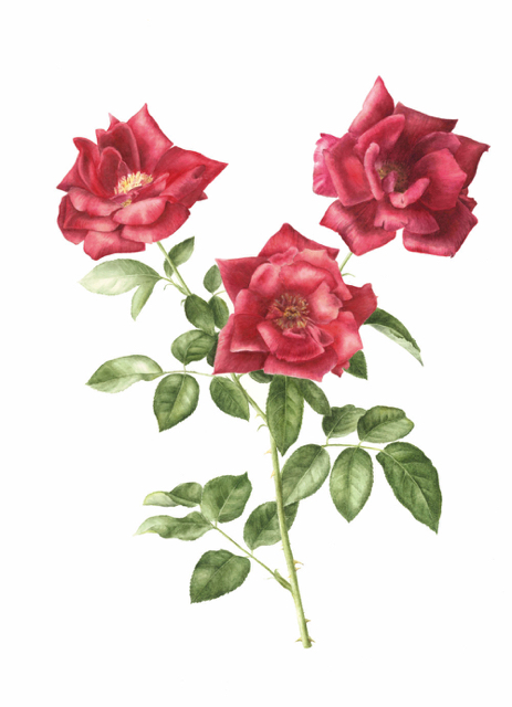 Roses, watercolour on paper