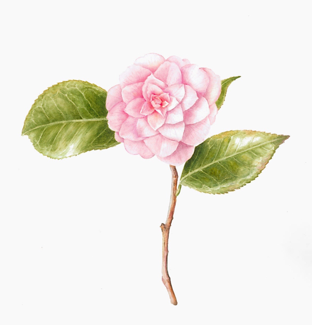 Camellia 'Pink Perfection'/'Ottome'